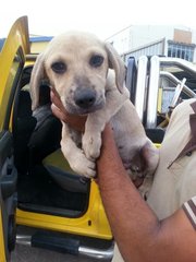 Coffee - Mixed Breed Dog