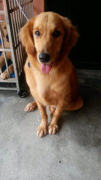 Golden Retriever - Golden Retriever Dog