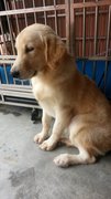 Hercules - Golden Retriever Dog