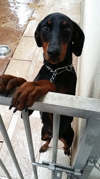 Pixi - Doberman Pinscher Dog