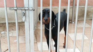 Pixi - Doberman Pinscher Dog