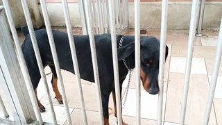 Pixi - Doberman Pinscher Dog