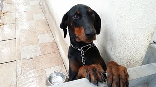 Pixi - Doberman Pinscher Dog