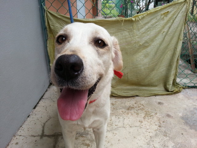 Girl - Labrador Retriever Dog