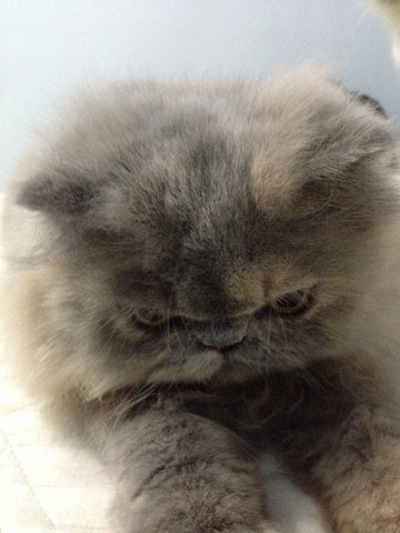 Fluffy - Persian Cat