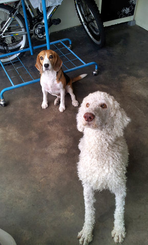 Ben - Standard Poodle Dog