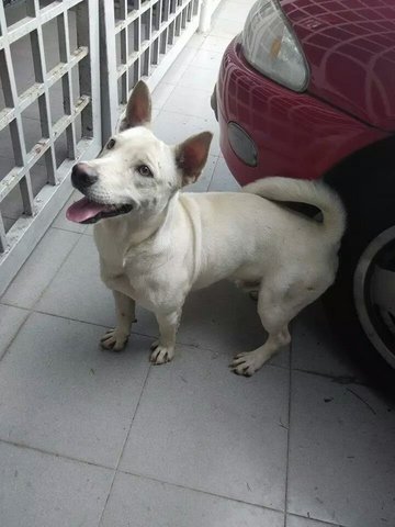 Happy - Mixed Breed Dog