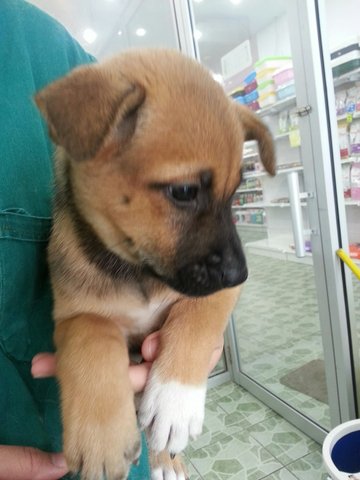 Brownie - Mixed Breed Dog