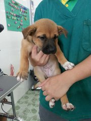 Brownie - Mixed Breed Dog