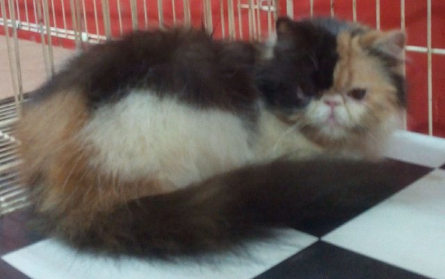 Persian Female Proven - Persian Cat