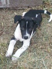 Lone Rangers In Kulim - Mixed Breed Dog