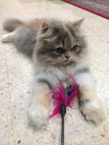 Flora - Persian Cat