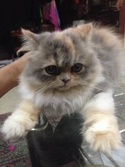 Flora - Persian Cat