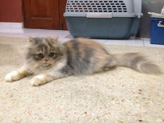 Flora - Persian Cat