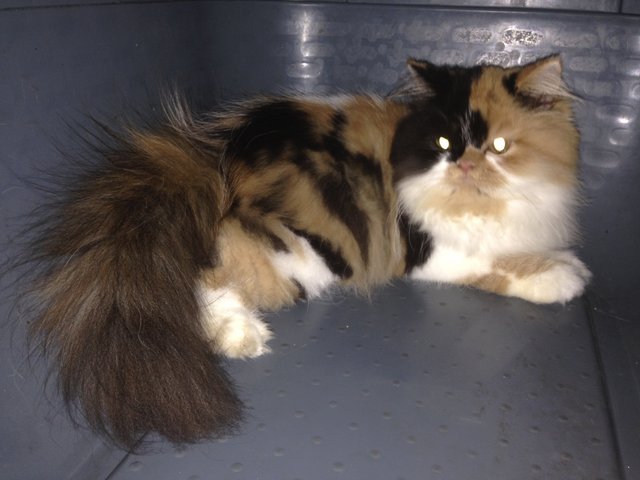 Inglot (Calico Persian Kitten) - Persian Cat