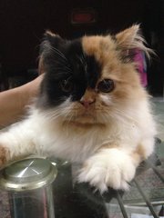 Inglot (Calico Persian Kitten) - Persian Cat