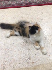 Inglot (Calico Persian Kitten) - Persian Cat