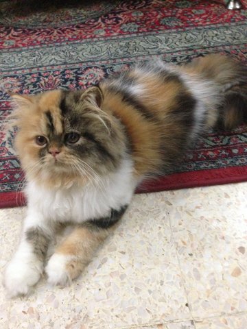 Bianca (Calico Persian Kitten) - Persian Cat