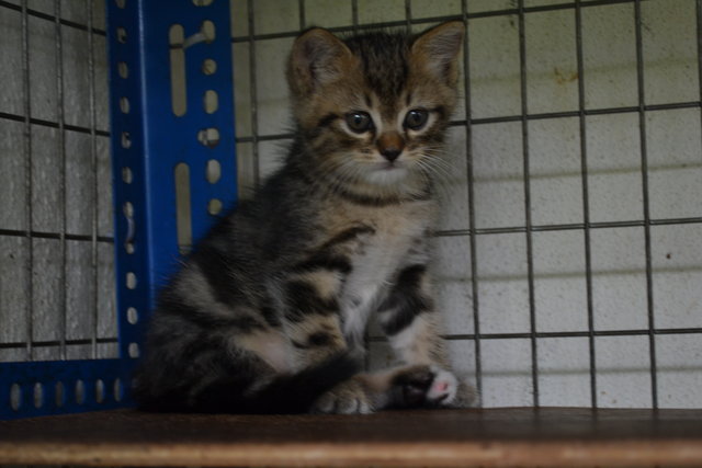 Tiger - American Shorthair Cat