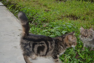 Tiger - American Shorthair Cat