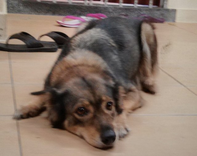 Angie - German Shepherd Dog + Golden Retriever Dog
