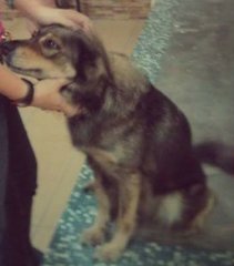 Angie - German Shepherd Dog + Golden Retriever Dog