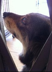 Angie - German Shepherd Dog + Golden Retriever Dog