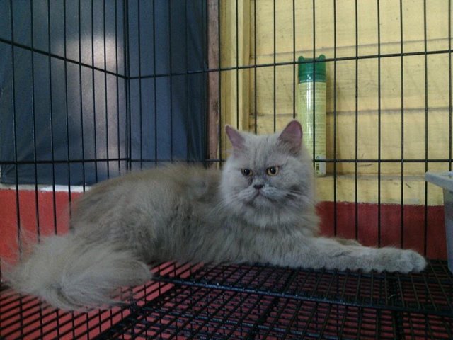 Elfie - Domestic Long Hair + Persian Cat