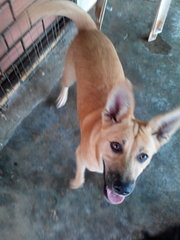 Brandon - German Shepherd Dog Mix Dog