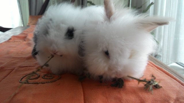 Olav And Ole (A Pair) - Angora Rabbit Rabbit