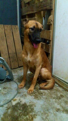 Brownie - Mixed Breed Dog