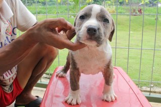 American Bully Puppies In Malaysia  - American Bulldog Dog