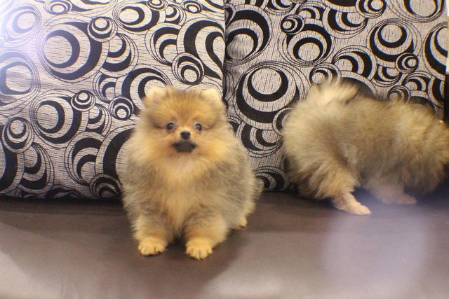 PF64633 - Pomeranian Dog