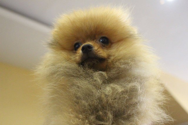 PF64635 - Pomeranian Dog