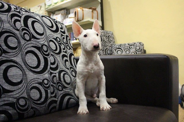 PF64639 - Bull Terrier Dog