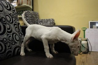 PF64639 - Bull Terrier Dog