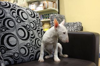 PF64639 - Bull Terrier Dog