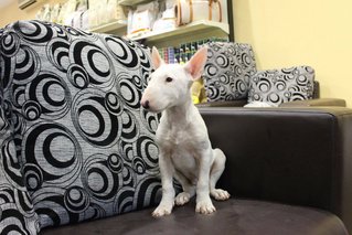 PF64639 - Bull Terrier Dog