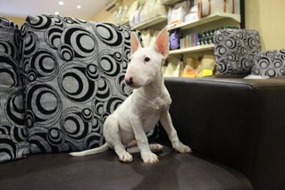 PF64639 - Bull Terrier Dog