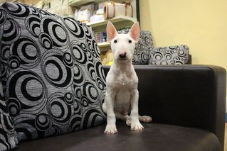 PF64639 - Bull Terrier Dog