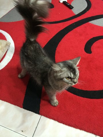 Nana - Domestic Long Hair + Persian Cat