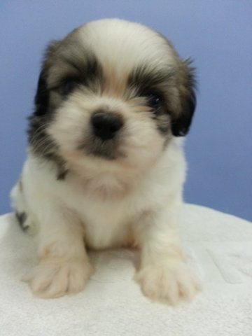 Mini Shih Tzu - Shih Tzu Dog