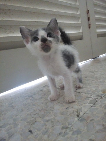 Mickey And Mini - Domestic Short Hair Cat