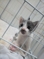 Mickey And Mini - Domestic Short Hair Cat