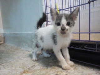 Mickey And Mini - Domestic Short Hair Cat