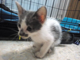 Mickey And Mini - Domestic Short Hair Cat