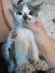 Mickey And Mini - Domestic Short Hair Cat