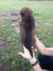 Ipoh - Crystal - Mixed Breed Dog