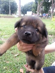 Ipoh - Crystal - Mixed Breed Dog