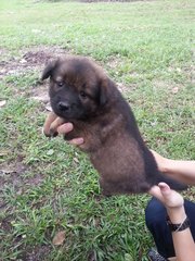 Ipoh - Crystal - Mixed Breed Dog